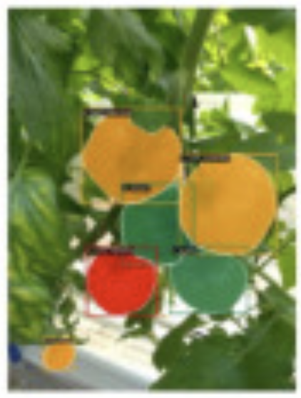 Risa Shinoda 篠田理沙 — Transformer-based Ripeness Segmentation teaser